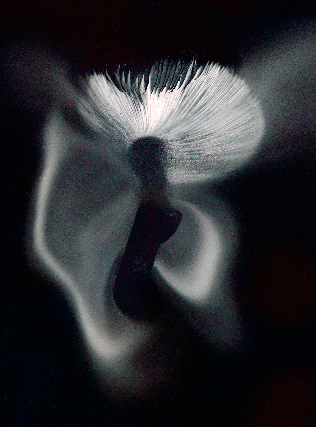 mouvements_des_spores