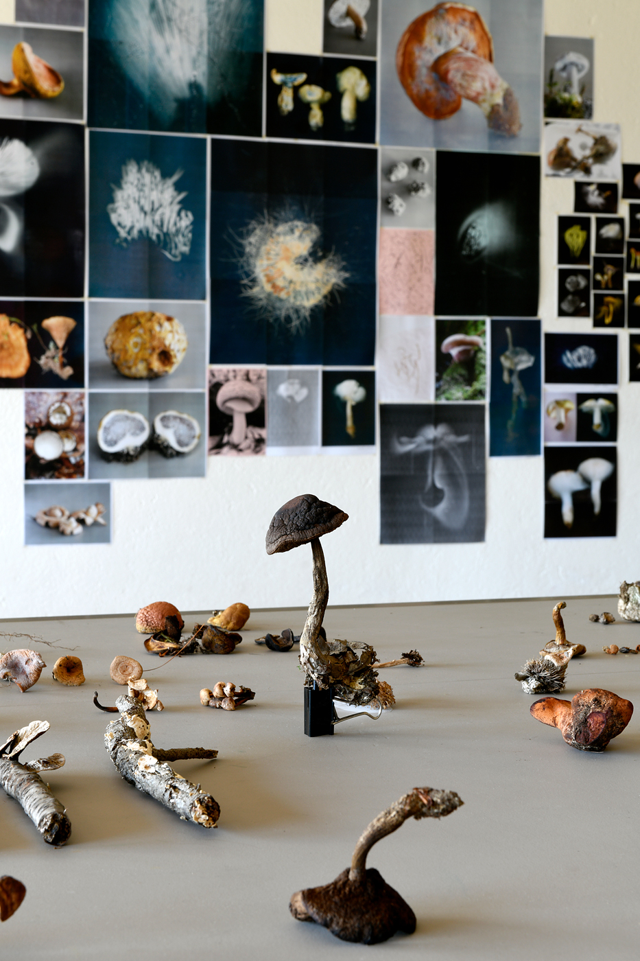 mouvements_des_spores