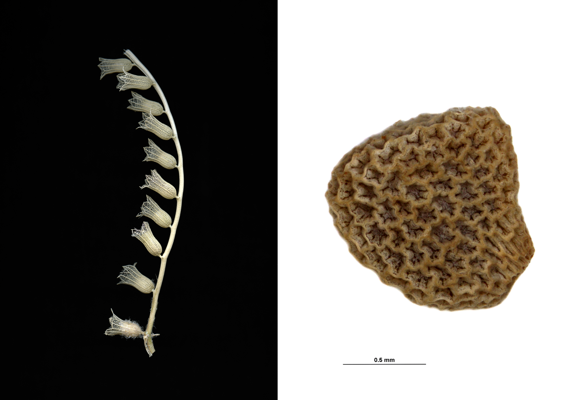 hyocyamus