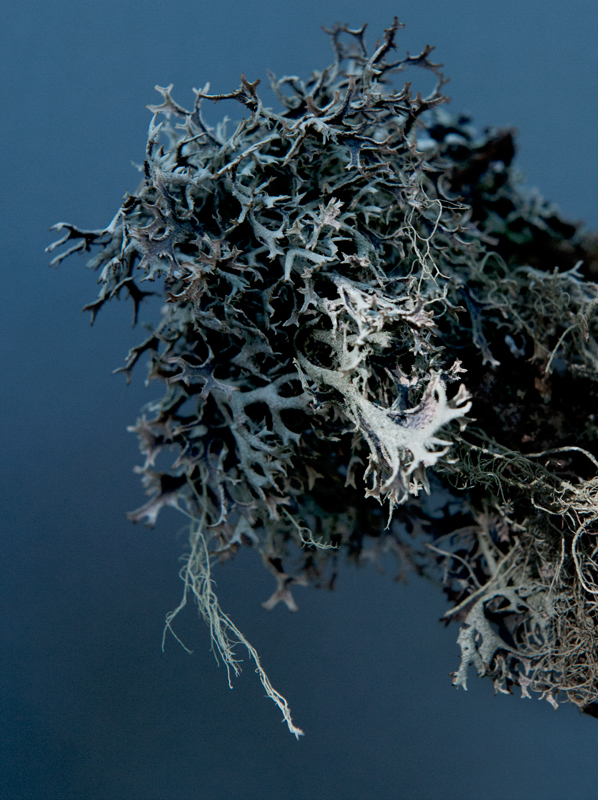 lichen