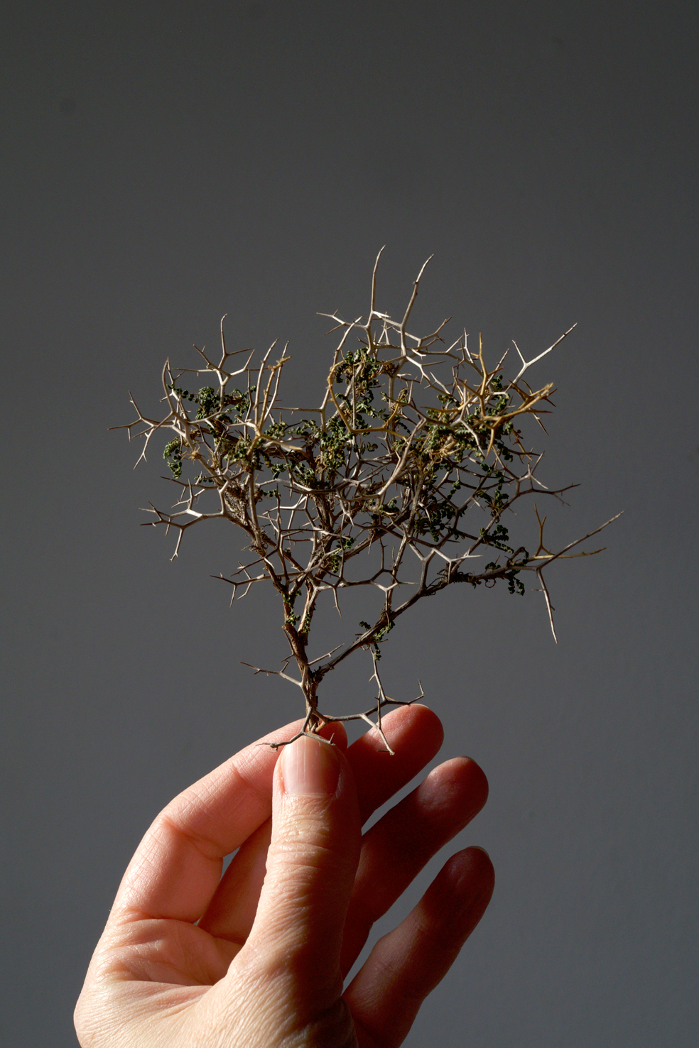 sarcopoterium_spinosum